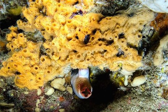 NIGHT DIVING - Dive into the darkness and be moved by its serenity !