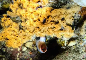 NIGHT DIVING - Dive into the darkness and be moved by its serenity !