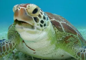 Tulum and Turtles Experience