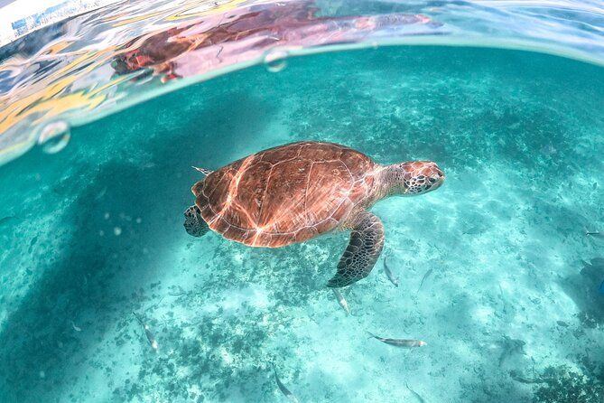 Exotik half a day tour: Cenote Cave and Swimming with Sea Turtles
