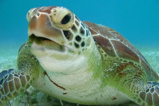 Tulum ruins, Swim with turtles and Cenote From Cancun