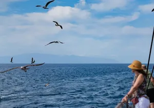 Exclusive Freebird Catamaran Whale & Dolphin to Masca From North