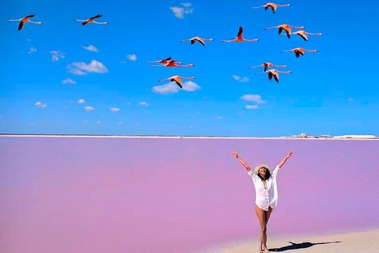 Las Coloradas Pink Lakes & Río Lagartos Wildlife Tour
