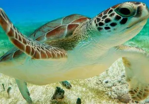 Half Day Semiprivate Snorkeling with Turtles and Majestic Cenote