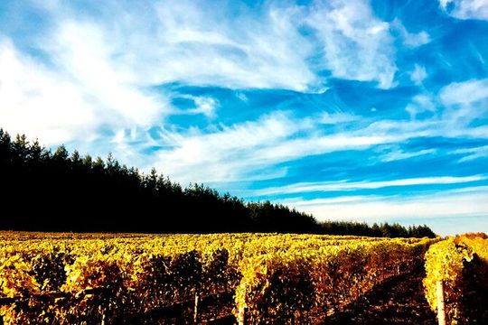 Premium Fraser Valley and White Rock Private Wine Tour