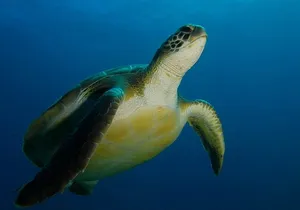 PADI Advanced Open Water Diver Course (AOWD) - 2 days