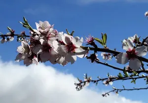 Full-Day Almond Blossom Trail in Tenerife