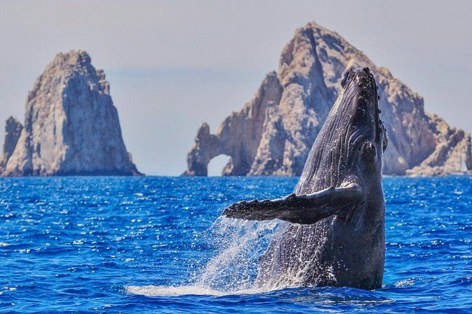 Cabo Whale Watching Tour in Glass Bottom Boat