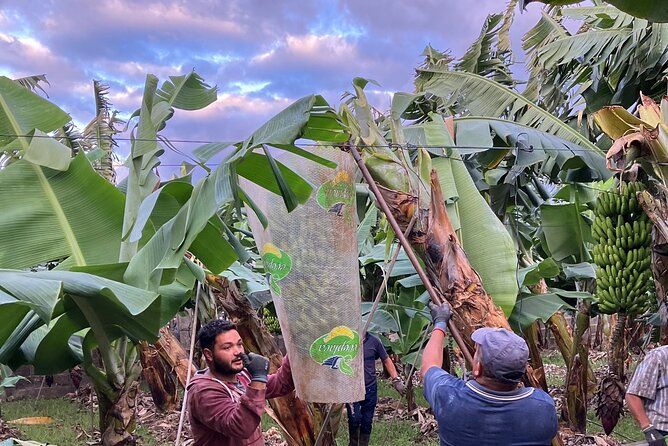 Tenerife Eco Banana Farm Tour