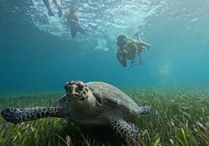 3 in 1 Jungle Tour Adventure Cancun