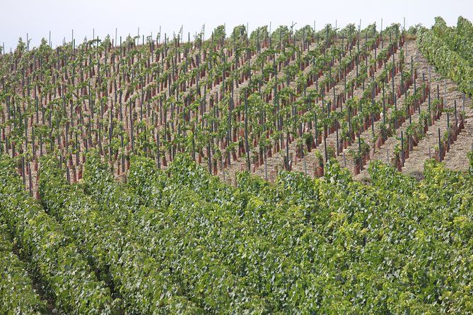 Private Half Day Champagne Tour – 3 Family Vineyard Visits