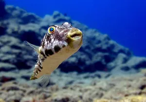 RECREATIONAL DIVE (certified divers only) : Explore Canarian Sealife