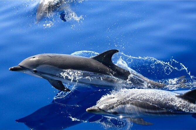 Dolphin Watching Mini Cruise and Snorkeling from Lanzarote