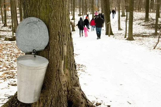 Maple Syrup Tour on the Sugar Bush Trek