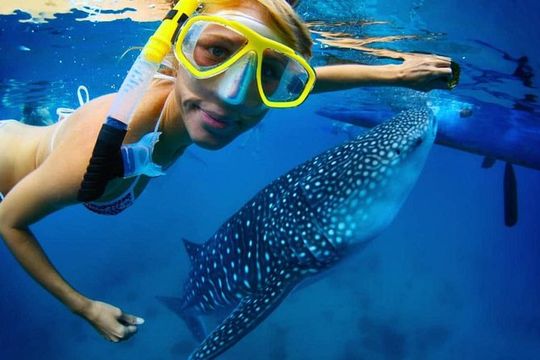 Snorkel with a Whale Shark In Los Cabos