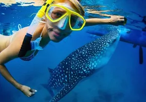 Snorkel with a Whale Shark In Los Cabos