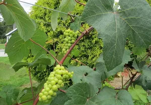 The Fraser Valley Winery Tour