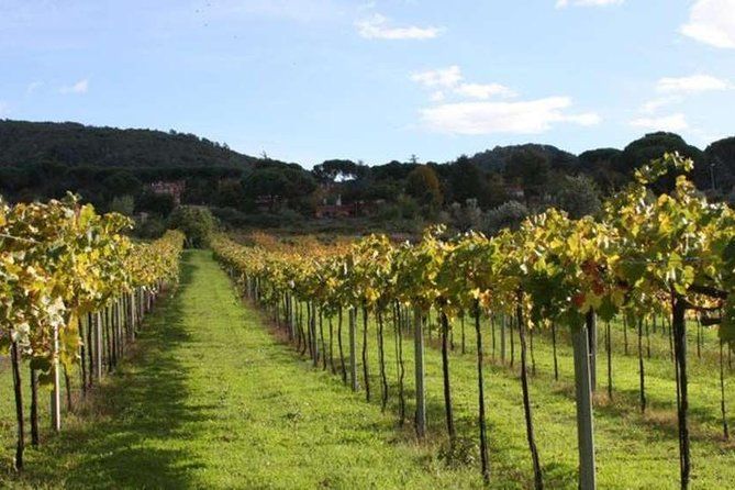 Private Frascati Wine Tasting: Luxury Roman Hills Experience