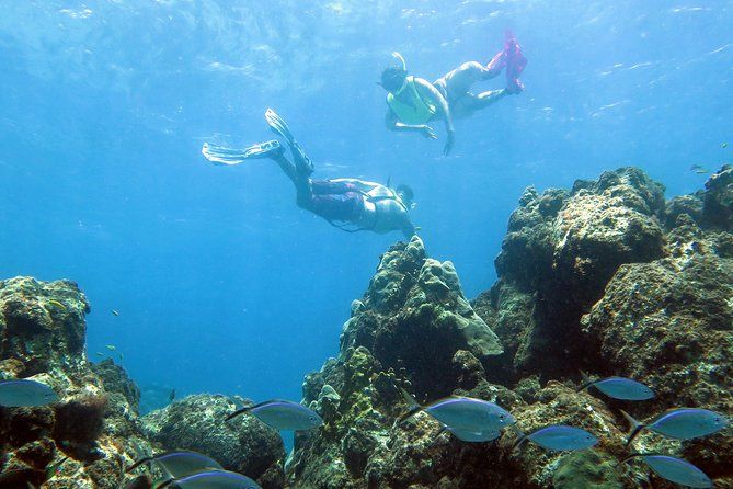 Coral Reef and Turtle Discovery Tour