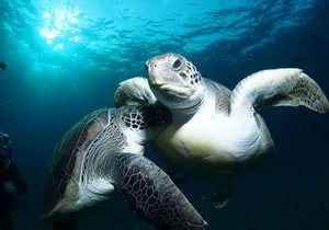 Tenerife Turtle and Snorkel Tour from Costa Adeje