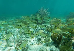 Snorkeling Adventure in Puerto Morelos