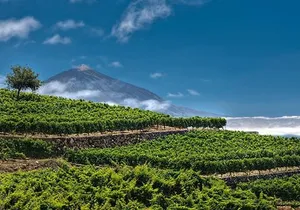 Bodegas Monje Winery Ticket w/Wine Tasting & Mojo Sauce Workshop