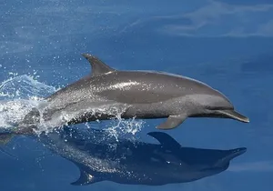 Whale & Dolphin Watching in Tenerife (Puerto Colon) On a Large Catamaran