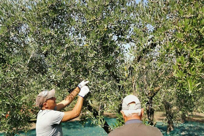 Olive harvest, visit to the oil mill and typical lunch