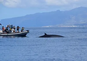 Bonadea II Ecological Whale Watching, 2 hours