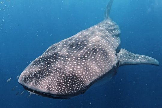 Private Whale Shark All Inclusive Experience