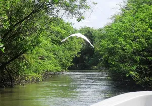 3 Palos Lagoon AfroMex Village Turtle Release & Croc Farm Visit