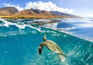 Turtles & Tacos Luxury Catamaran Snorkel