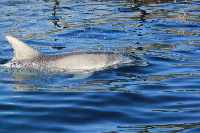 Capo Figari: Dolphin sighting from Olbia