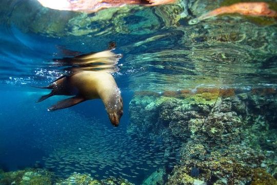 All-Inclusive catamaran Espiritu Santo Island Tour from Los Cabos