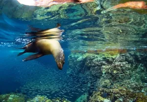 All-Inclusive catamaran Espiritu Santo Island Tour from Los Cabos