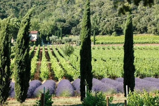 Half day Wine Tour in Côteaux Aix from Aix en Provence