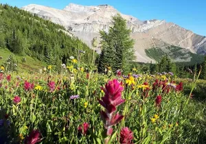 Exclusive Skoki Backcountry Guided Hiking in Lake Louise with Van Shuttle