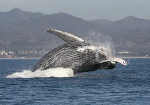 Private Whale Watching Tour in Puerto Vallarta