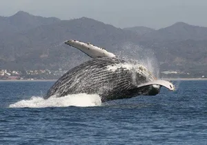 Private Whale Watching Tour in Puerto Vallarta