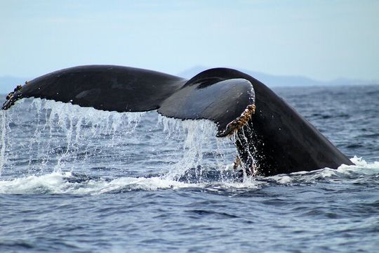 Whale Watching Tour in Glass Bottom Boat (VisitA Cabo)