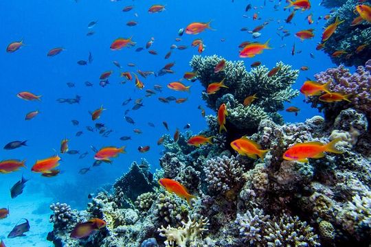 Catamaran On Islas Marietas - With Open Bar