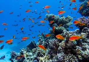Islas Marietas Tour on Catamaran - Departures from Puerto Vallarta
