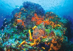 Discover Scuba Diving - One Tank at Coral Reef