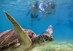 Tulum Ruins, Turtle Sighting and Underground Caves