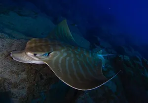 DEEP DIVING SPECIALITY - Discover a new world up to 40m depth !