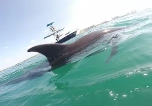 Private Wild Dolphin Encounter in Puerto Vallarta
