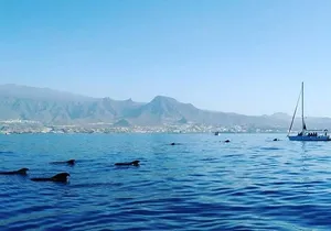 Private Charter in Tenerife south max 7 people