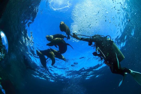 Los Cabos Beginner Scuba Dive Experience