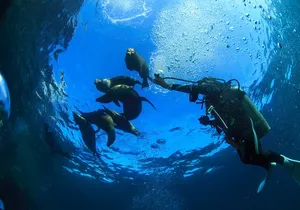 Los Cabos Beginner Scuba Dive Experience