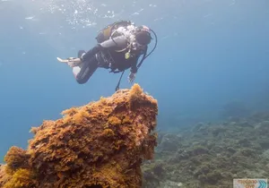 Dive Baptism 1 Dive In Tenerife 3,5h